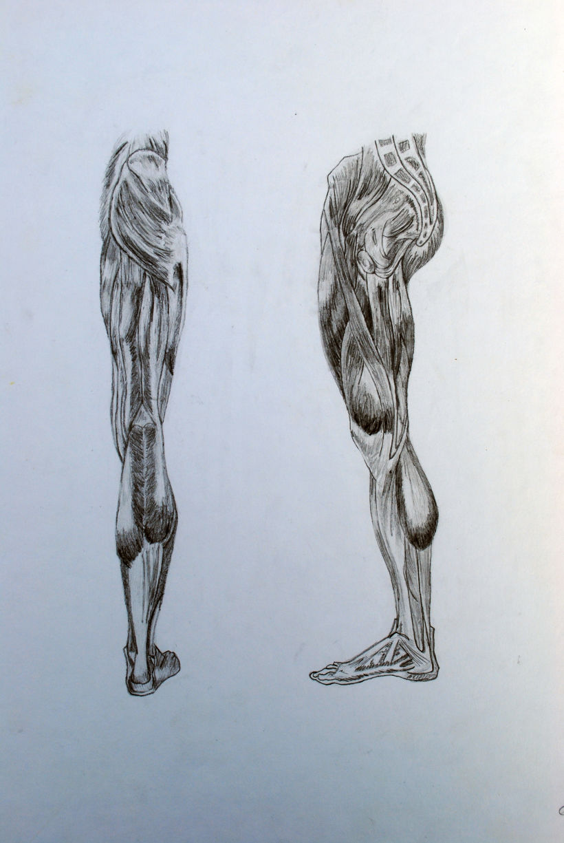 Anatomia 0