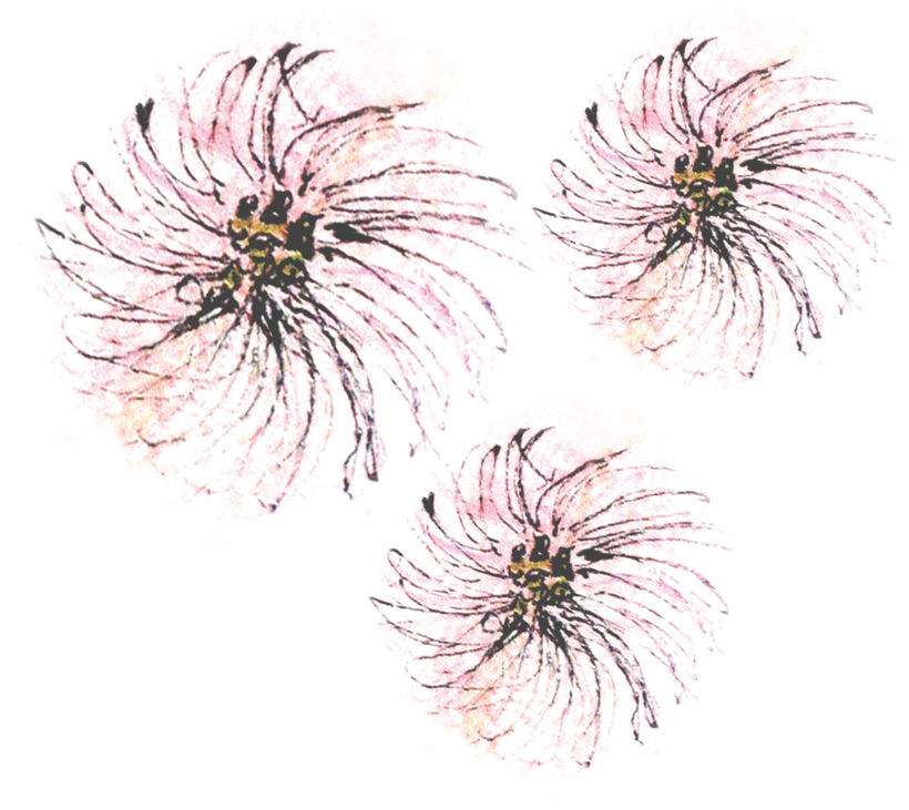 Il·lustració: Estampat floral per téxtil. 1