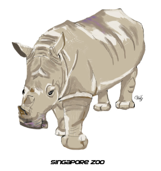 Rinoceronte Blanco -1