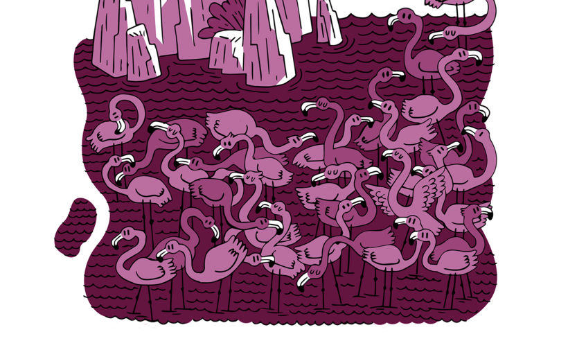 Flamingos por aquí, flamingos por allá...  3