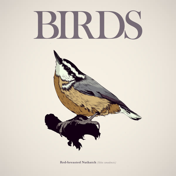  BIRDS // Vector Illustrations Collection -1