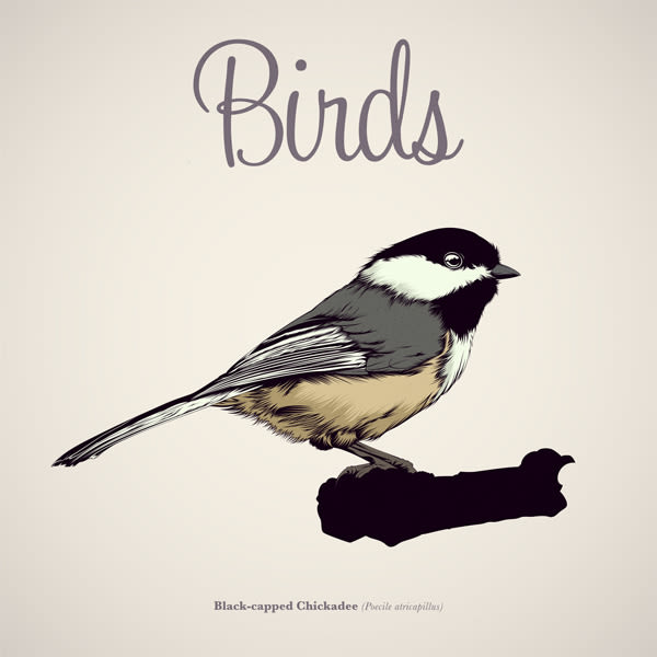  BIRDS // Vector Illustrations Collection 1
