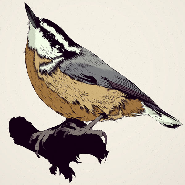  BIRDS // Vector Illustrations Collection 2