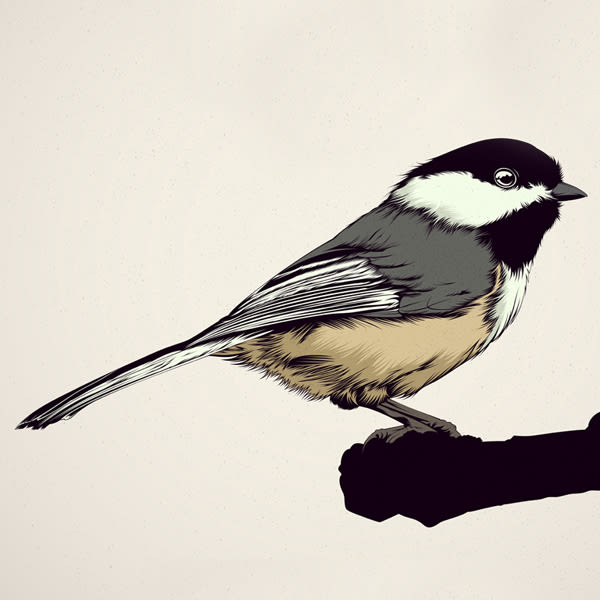  BIRDS // Vector Illustrations Collection 4
