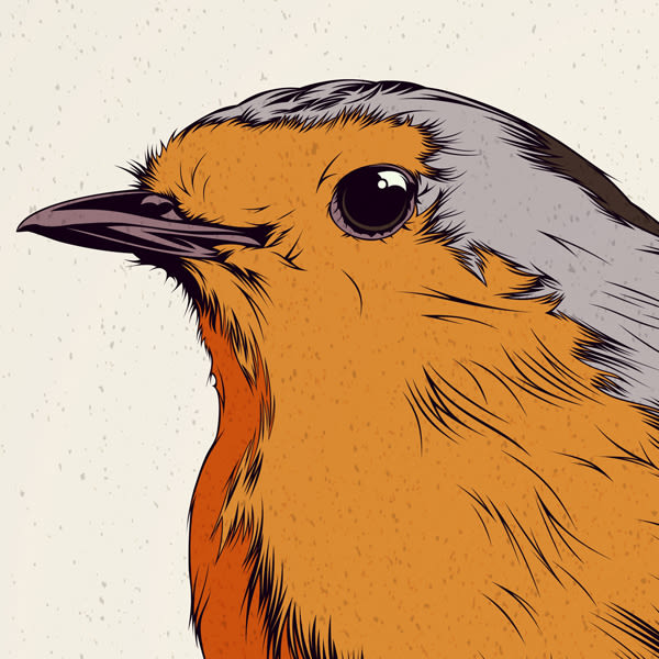  BIRDS // Vector Illustrations Collection 6