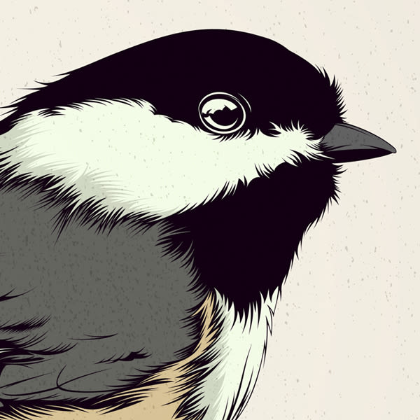  BIRDS // Vector Illustrations Collection 7