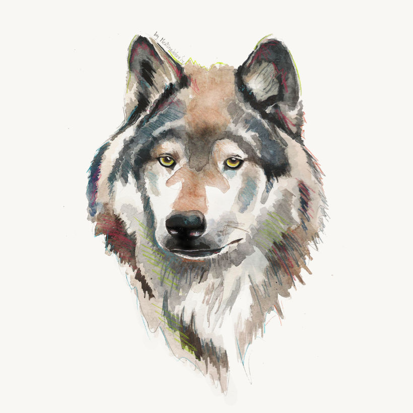 Wolf (Study) -1