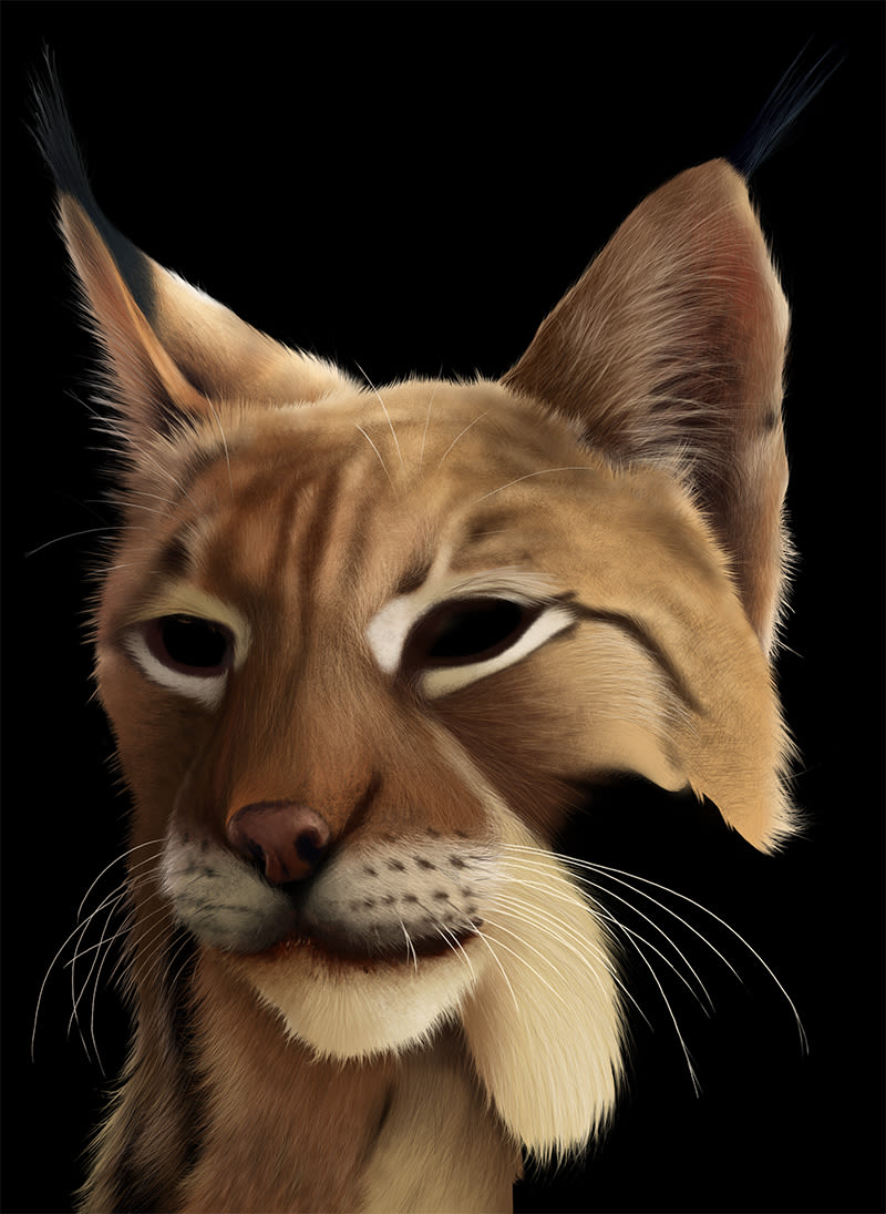 Lynx Pardinus 15