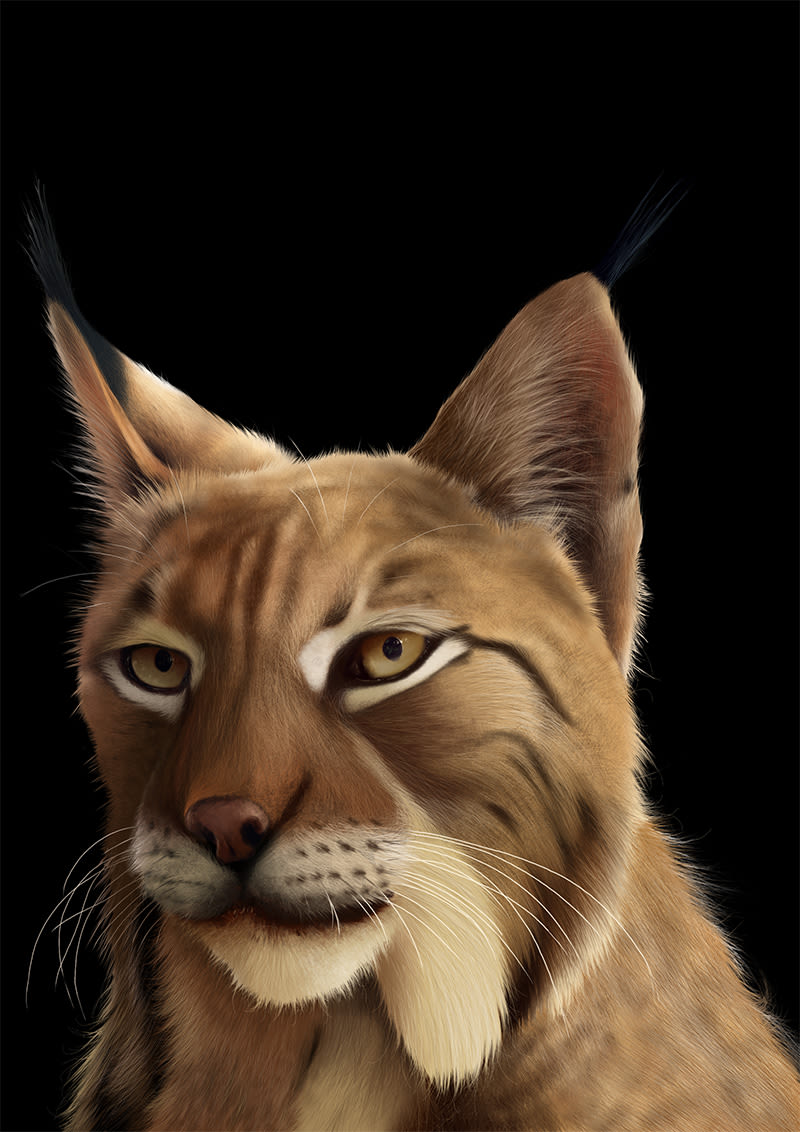 Lynx Pardinus 16