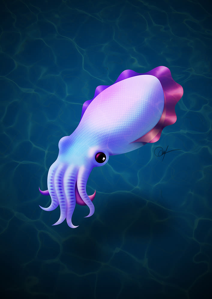 Cuttlefish -1