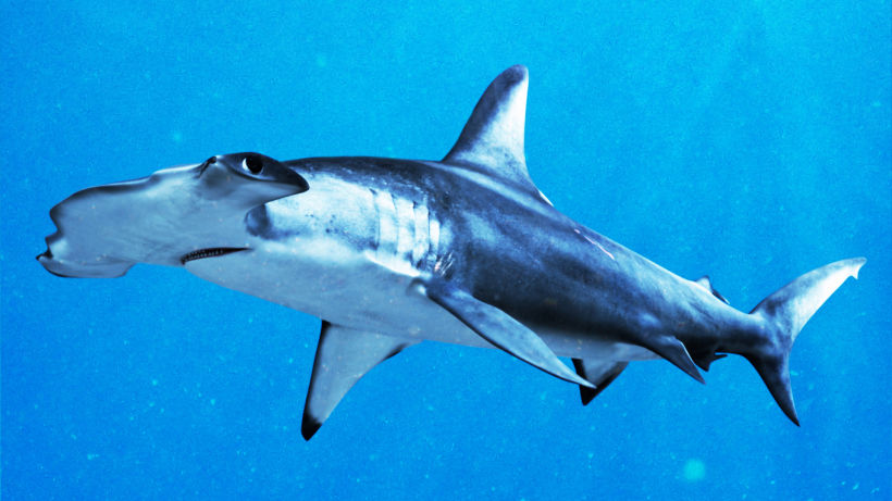 Hammerhead shark 0