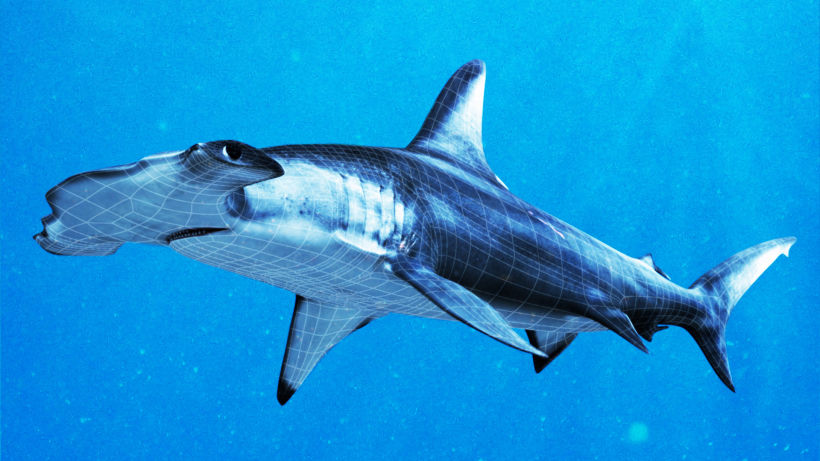 Hammerhead shark 1