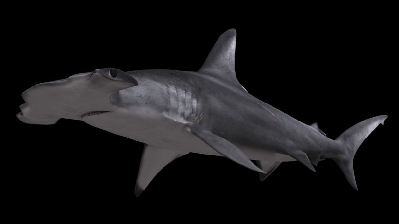 Hammerhead shark 3