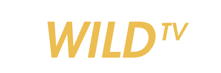 Wild TV 1