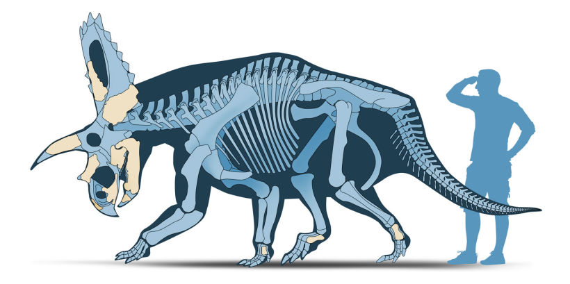 Dinosaurios de Coahuila, México Desconocido Enero 2015 12