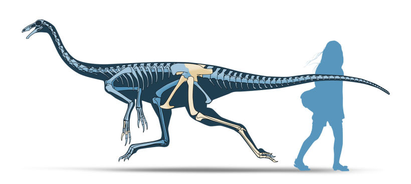 Dinosaurios de Coahuila, México Desconocido Enero 2015 18