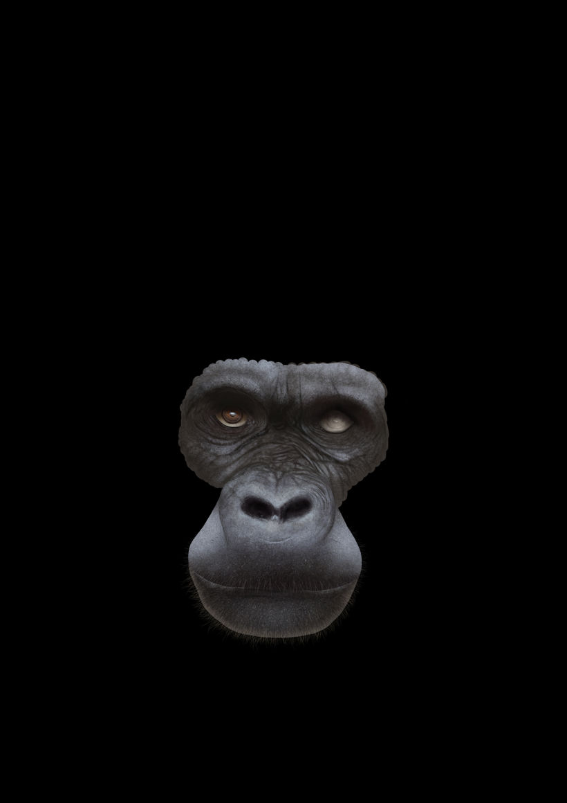 Gorila 12