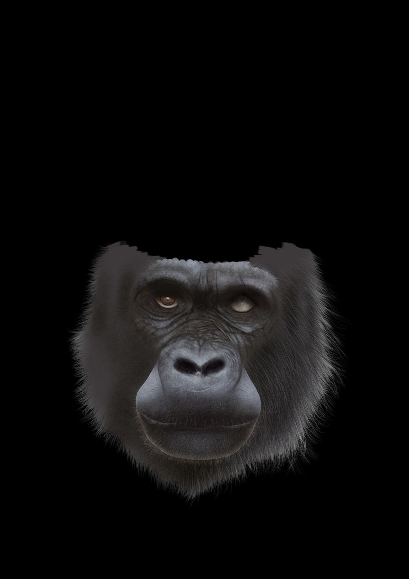 Gorila 13