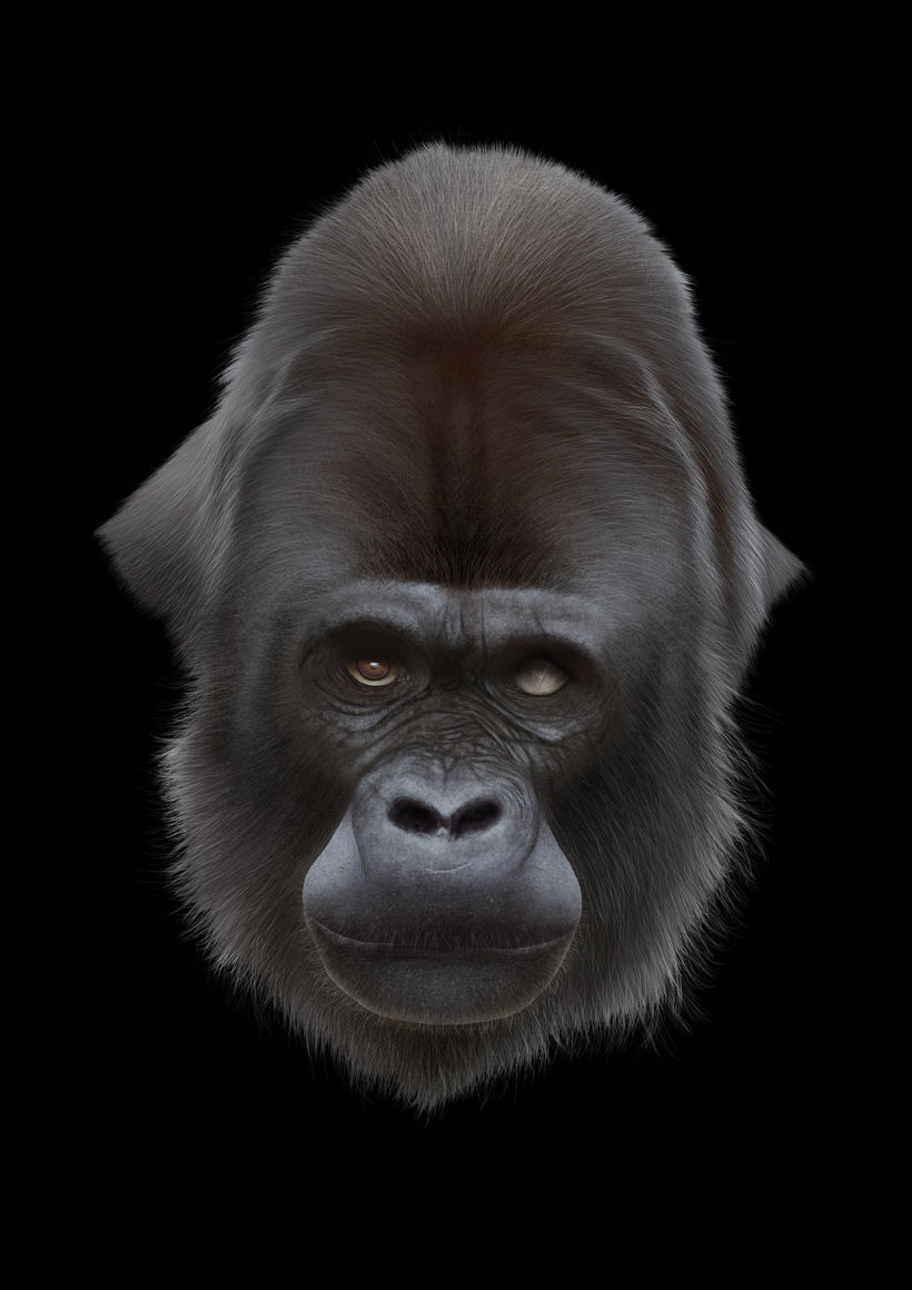 Gorila 15