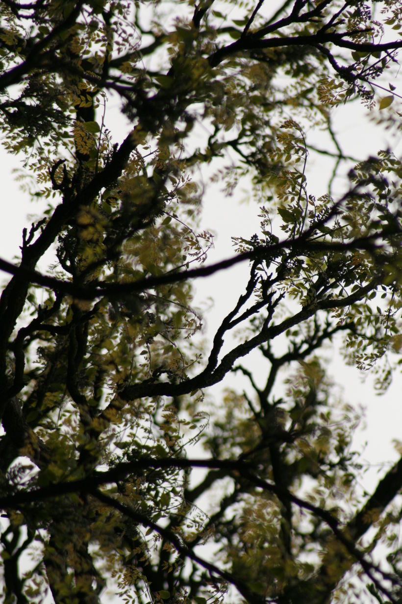 Branches -1