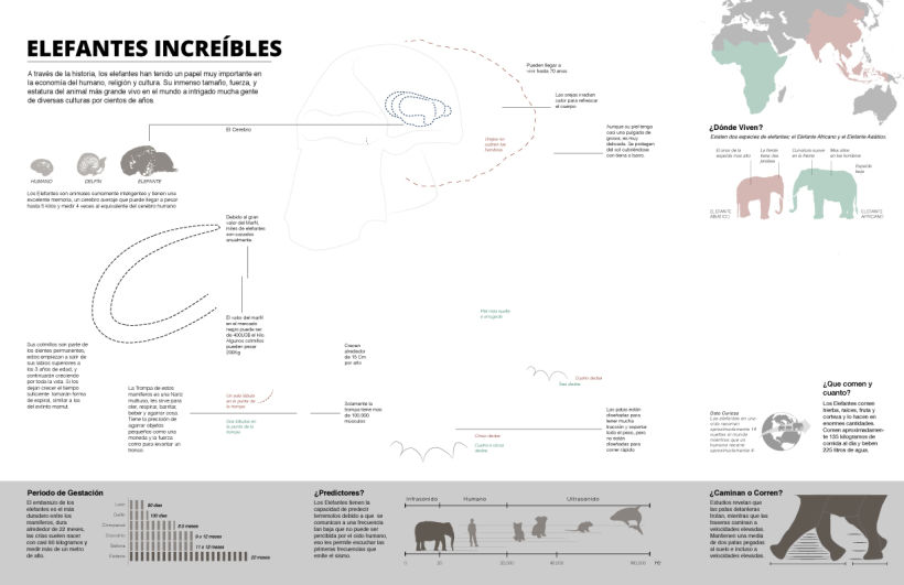 Infografía Elefantes Increíbles Por Oscar Santamariña Domestika 