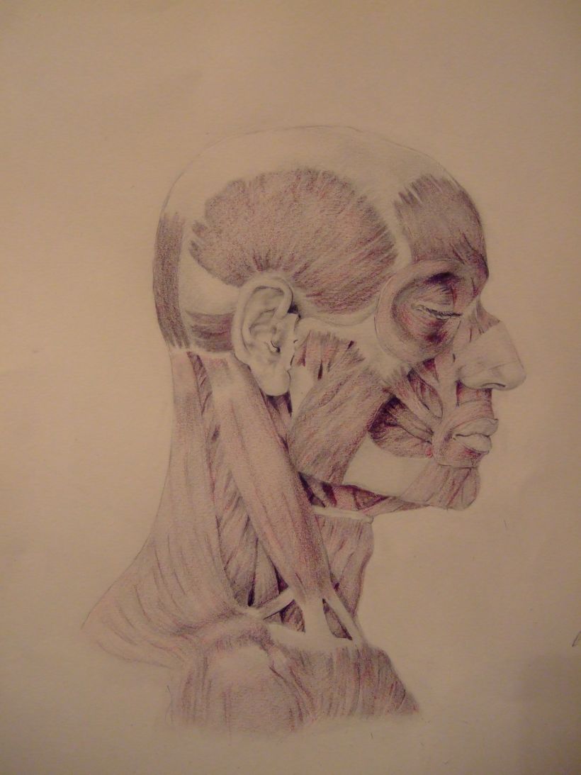 Universidad Complutense de Madrid, aula de anatomía. Reconstrucción anatómica de la cabeza humana 2