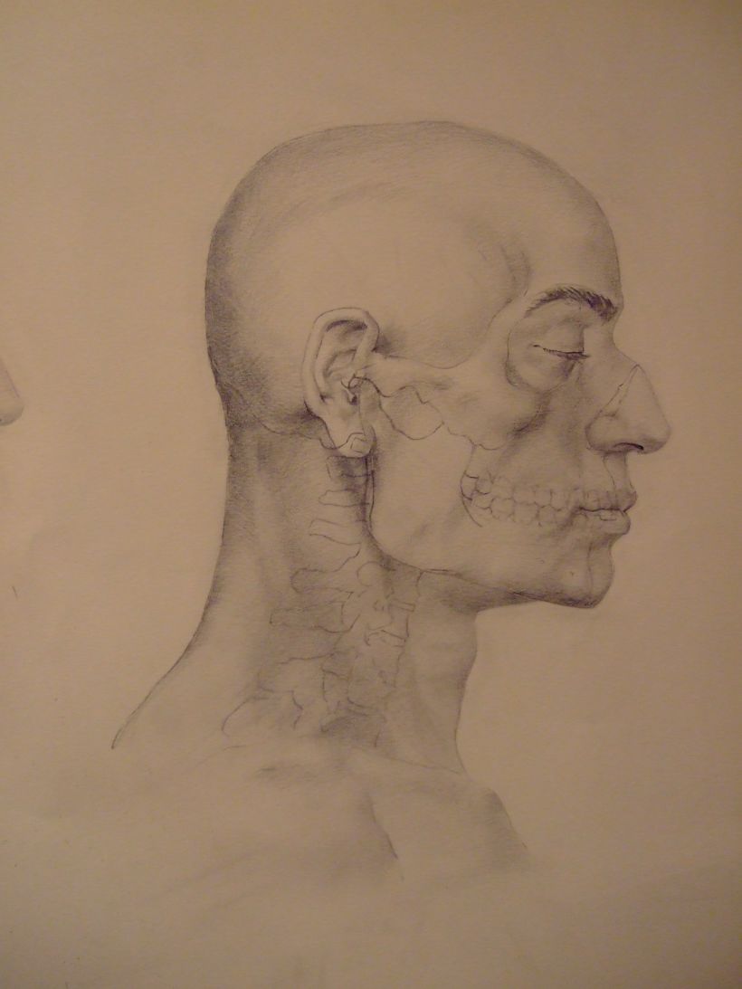 Universidad Complutense de Madrid, aula de anatomía. Reconstrucción anatómica de la cabeza humana 3