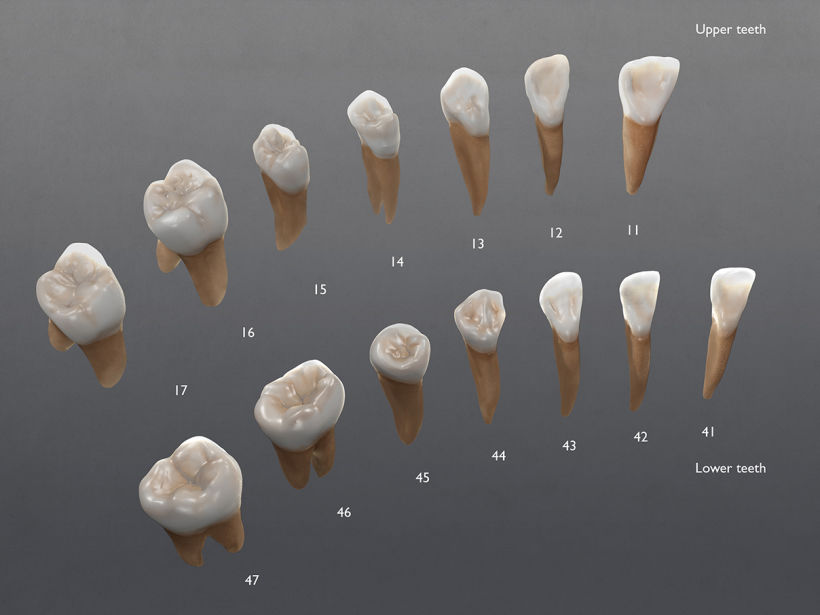 3D Visualizacion de dientes - Ilustración high poly -1