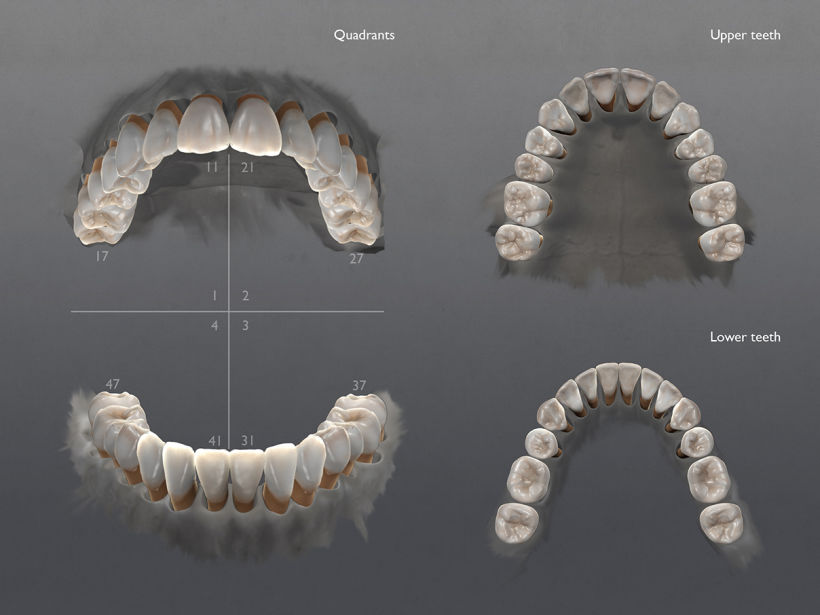 3D Visualizacion de dientes - Ilustración high poly 0