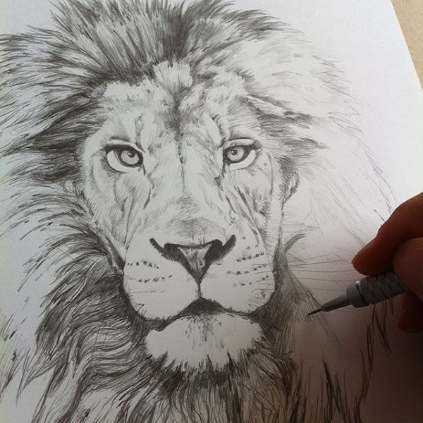 Lion, The King 1