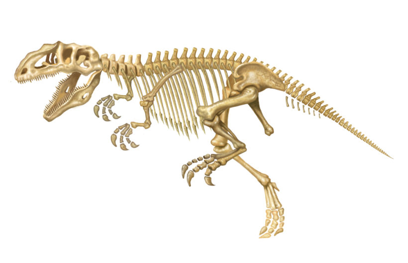 Giganotosaurus carolini 5