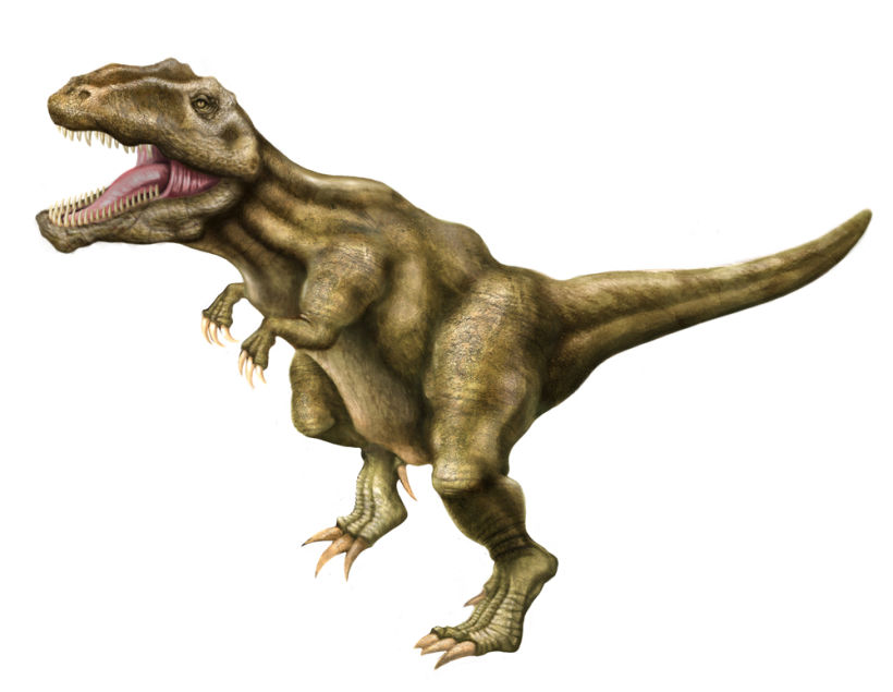 Giganotosaurus carolini 7