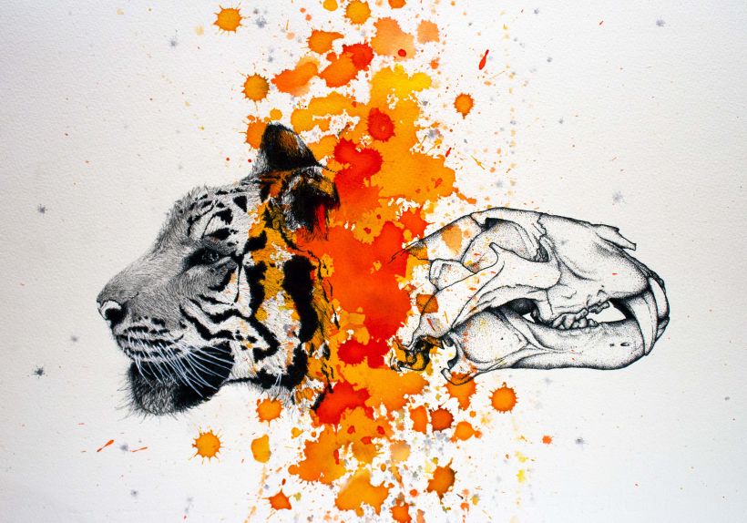 "Involución" Panthera Tigris Sondaica 21