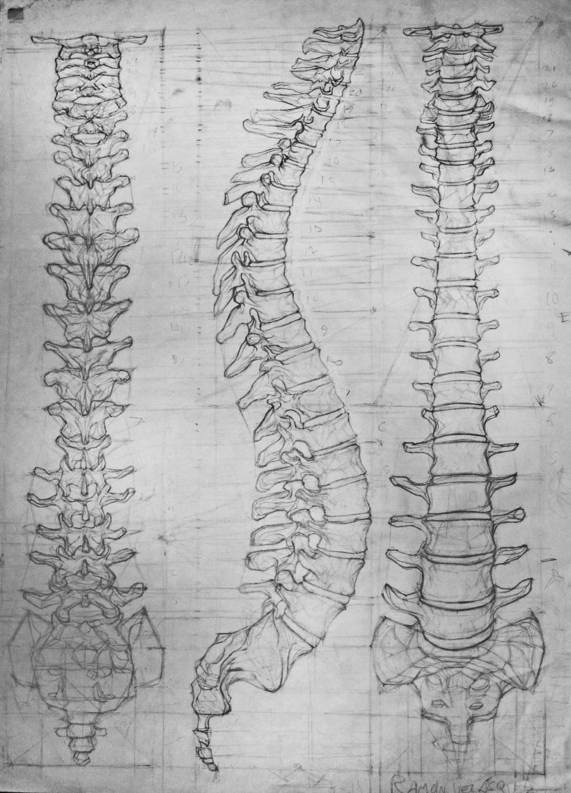 Anatomy - Human Skeleton 0