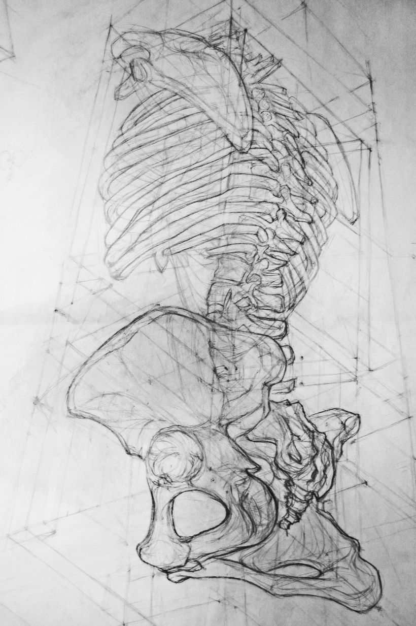 Anatomy - Human Skeleton 2