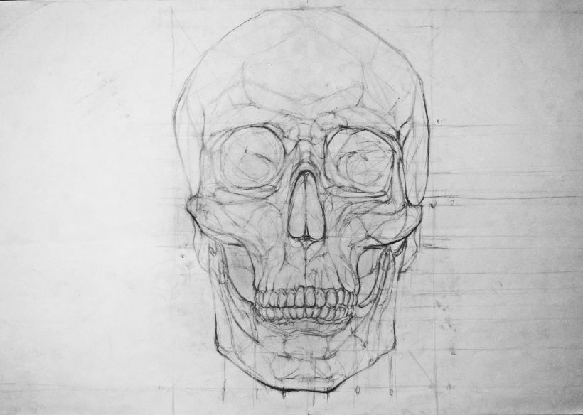 Anatomy - Human Skeleton 3