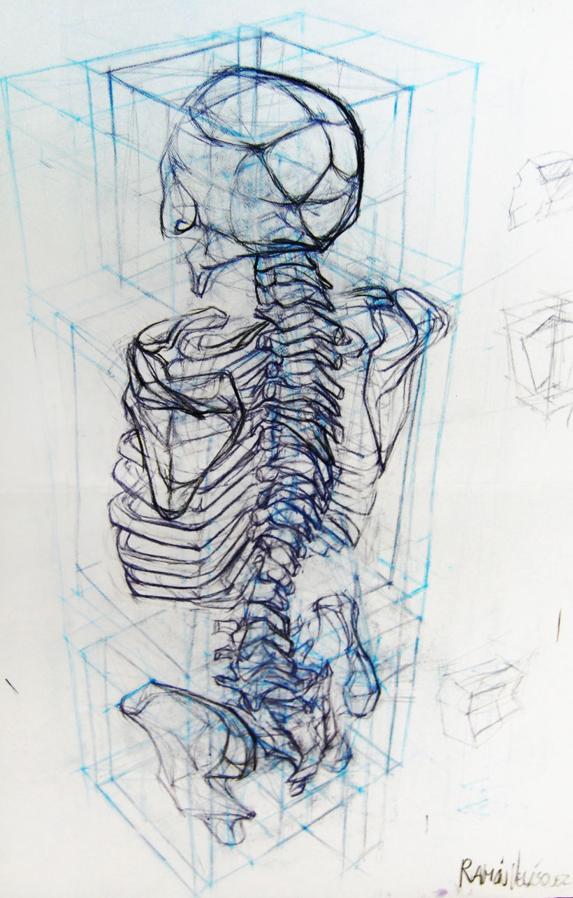 Anatomy - Human Skeleton 4