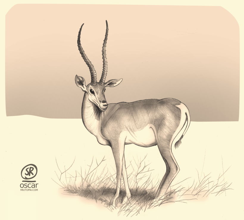 Gacela, ilustración para revista de naturaleza (lapiz, papel y Gimp) -1
