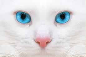 ojos de gato 3D -1
