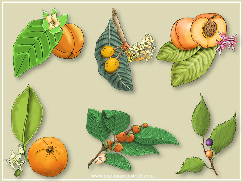 Ilustraciones de plantas -1