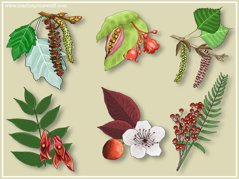 Ilustraciones de plantas 1
