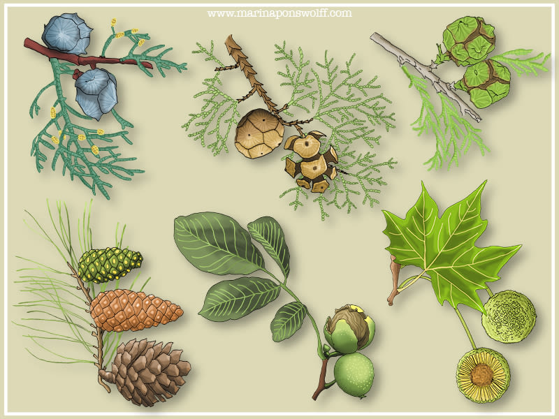 Ilustraciones de plantas 2