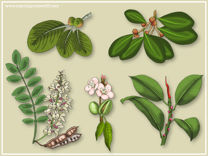 Ilustraciones de plantas 3