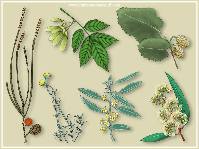 Ilustraciones de plantas 4