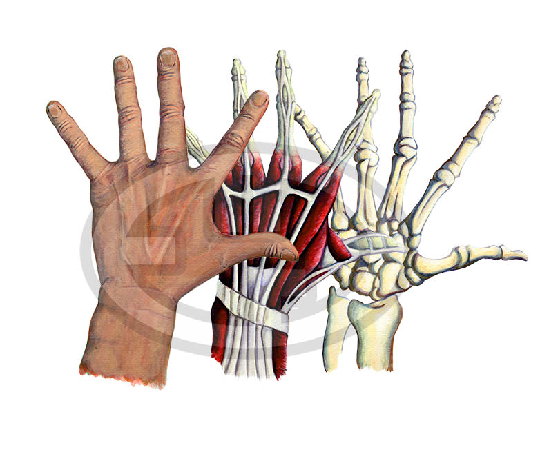 Anatomia de la mano -1