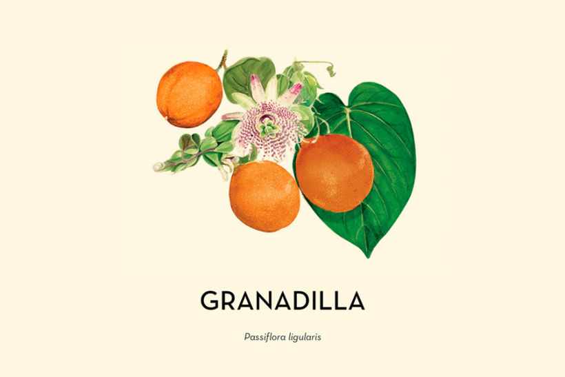 Granadilla pitillo for Ocati 2