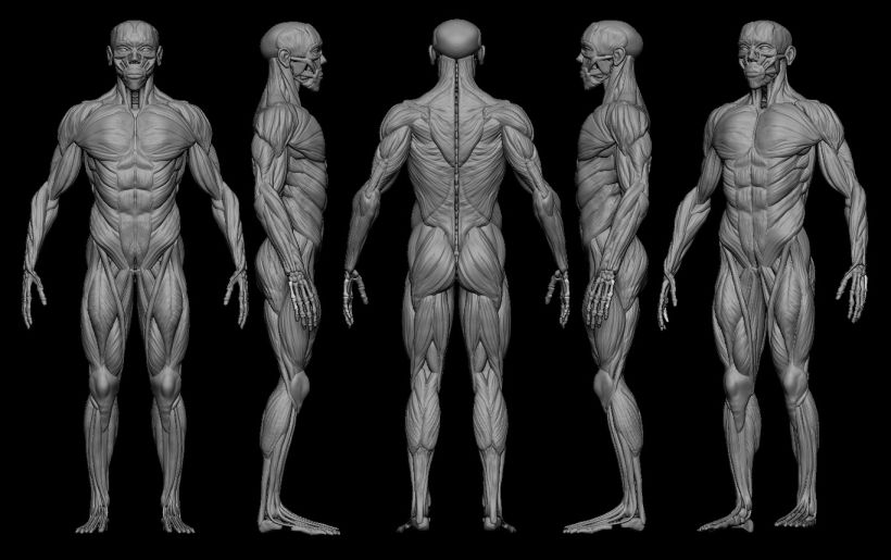 practice male ecorche in class zbrush 1