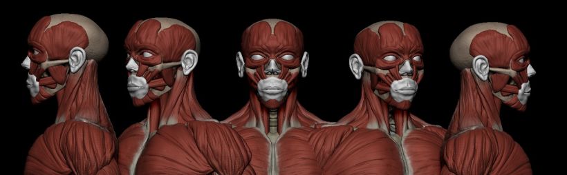 practice male ecorche in class zbrush 3