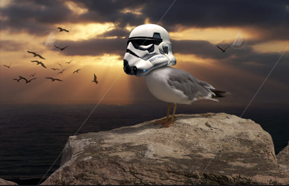 Star Wars Seagull -1