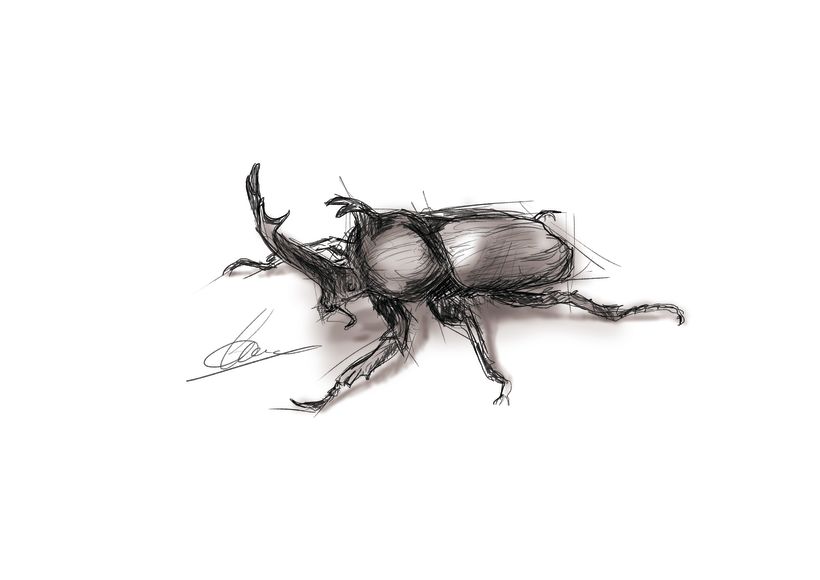 Ilustración - Escarabajo -1